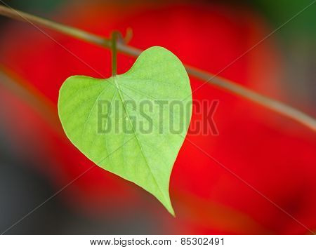 Heart shape leaf