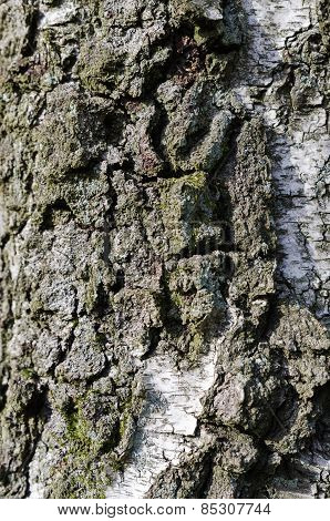 One Tree Stamm