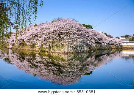 Hikone, Japan at the castle moat during spring season.