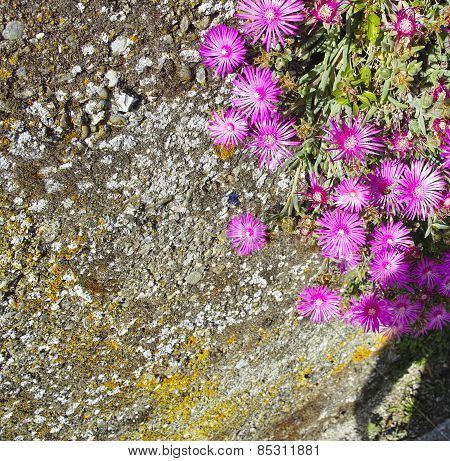 Mesembryanthemum