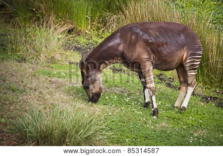 Beautiful Striped Okapi
