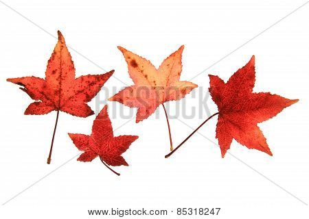 Sweetgum (Liquidambar)