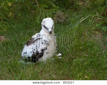 เหยี่ยว Ferruginous เด็กสำหรับ Falconry