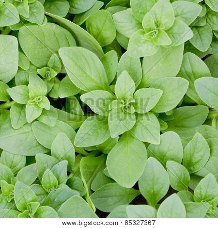 Green Leaf Background
