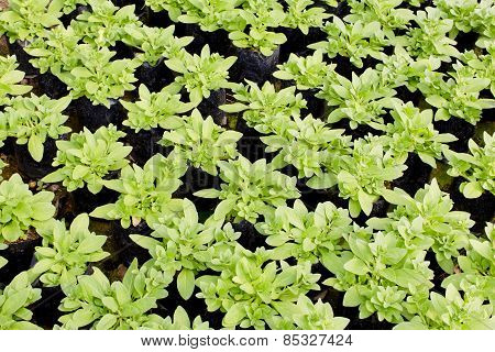 Young Plants Growing In A Plant Nursery