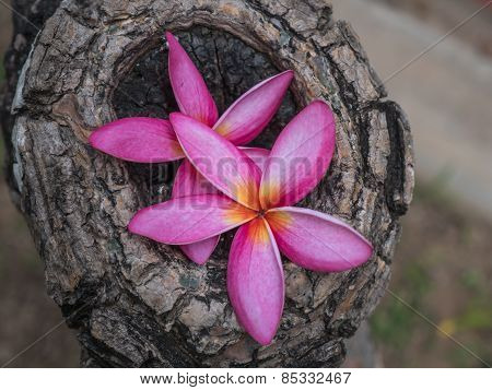 Plumeria Flower