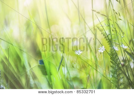 Wildflowers And Green Grass In The Field