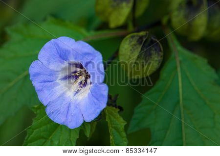 Shoo fly plant nicandra physalodes blue bell like flower