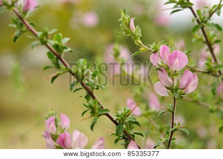 Ononis repens