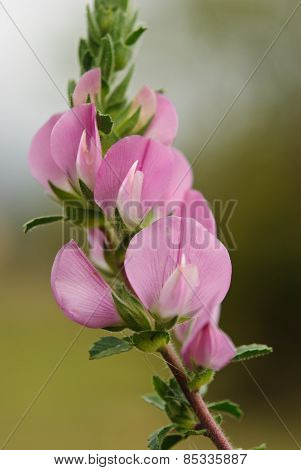 Ononis repens
