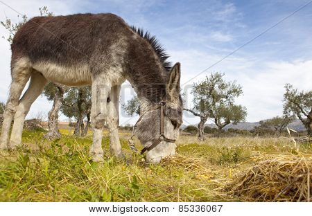 Donkey Grazing Closeup