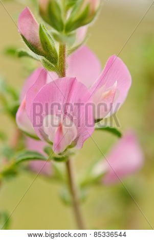 Ononis repens