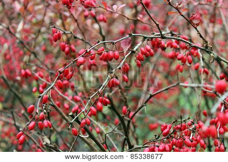 Branch Of Barberry