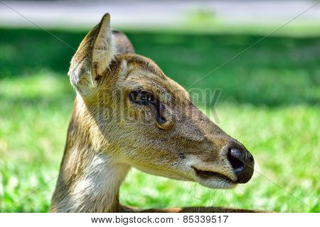 Deer (brow-antlered)