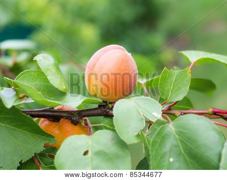 peach