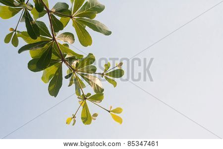 Terminalia Ivorensis Chev On Clear Sky