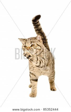 Playful cat Scottish Straight