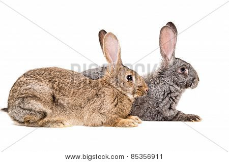 Two rabbits sitting together, side view