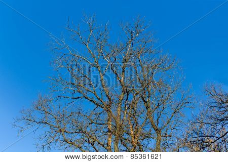 Tree Without Leaves