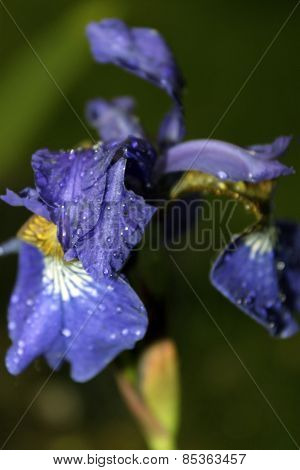 Garden Iris