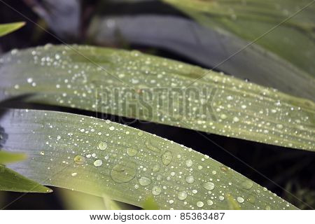 Garden Plants Are In Raindrops