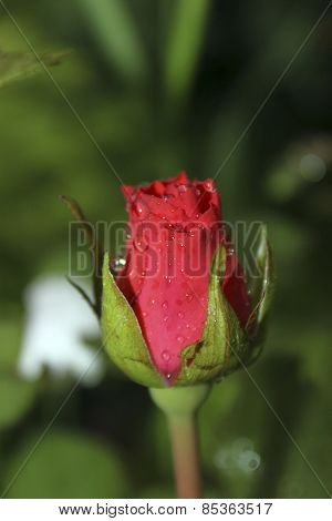 Red Rose