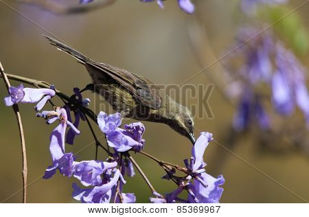 A Bird In The Branches Of Jacaranda