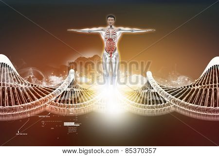 human anatomy with dna