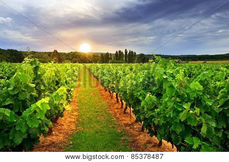 Vineyard