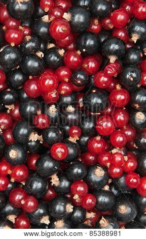 mix of redcurrant and  blackcurrant