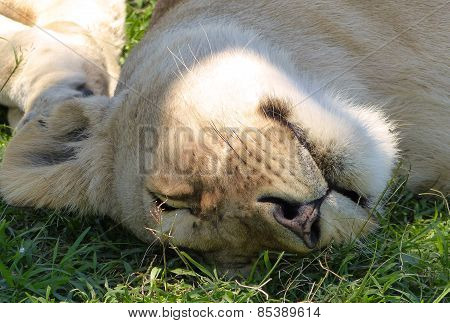 lion