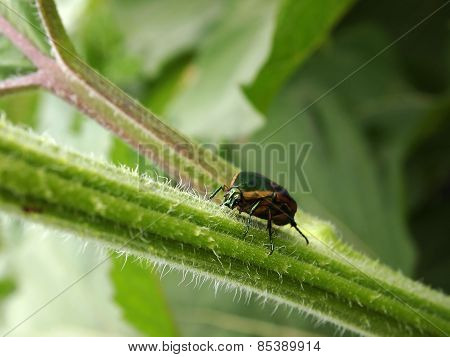 Green June Beetle
