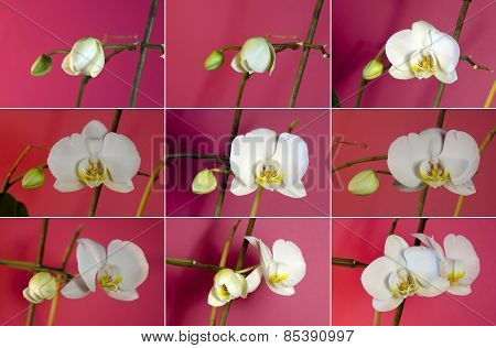 White Orchids
