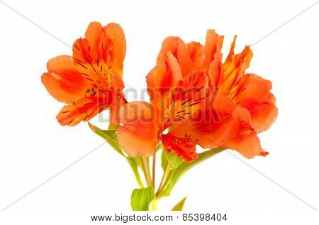 Orange Alstroemeria Isolated On White