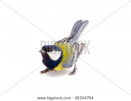 Bright Spring Bird Great Tit