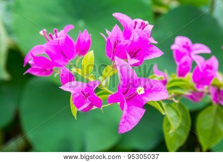 Bougainvillea Flower In The Garden