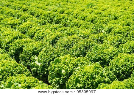 Lollo Bianco Lettuce