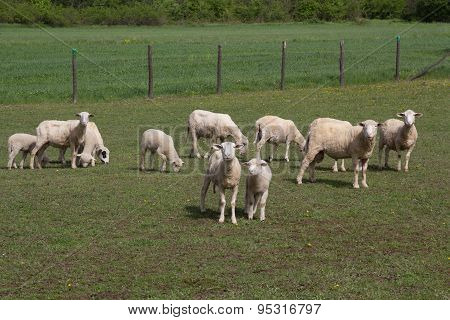 Herd Of Sheep