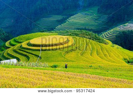 Beautiful terraced rice field in harvest season in Mu Cang Chai, Vietnam.