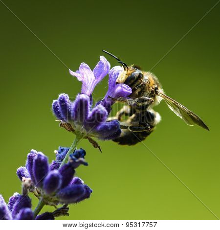 Bee
