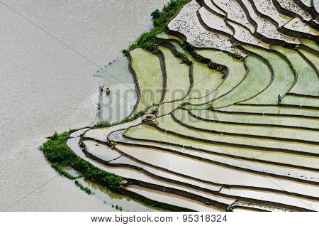 Terraced rice field in water season in Laocai province, Vietnam