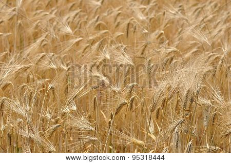 Wheat Field