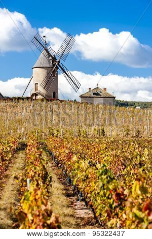vineyard with windmill near Chenas, Beaujolais, Rhone-Alpes, France