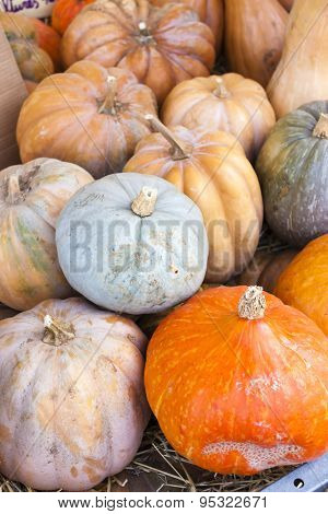 pumpkins, market in Forcalquier, Provence, France