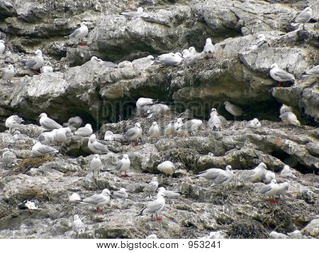 Sea Gull-Kolonie