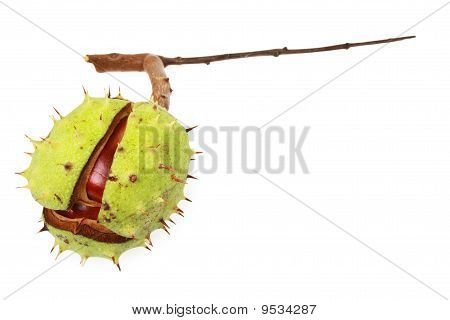 Kasztanowiec (aesculus Hippocastanum) w naturalnej powłoki