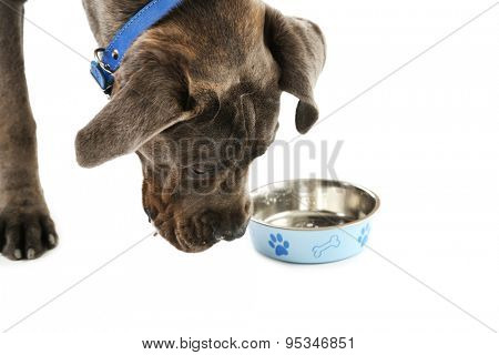 Cane corso italiano dog eating food, isolated on white