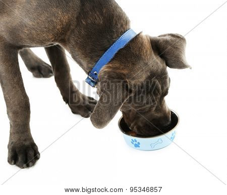 Cane corso italiano dog eating food, isolated on white