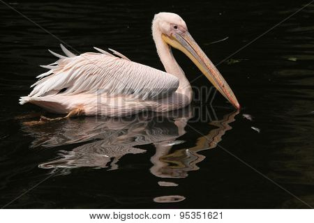 Great white pelican (Pelecanus onocrotalus), also known as the rosy pelican. Wildlife animal. 