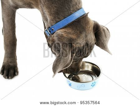 Cane corso italiano dog eating food, isolated on white